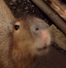 かおさんの写真